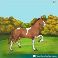Horse Color:Chestnut Splash Tobiano 