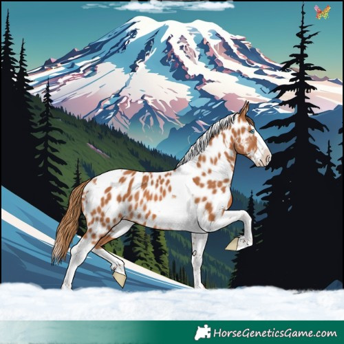 Horse Color:Chestnut Splash Tobiano Near Leopard 