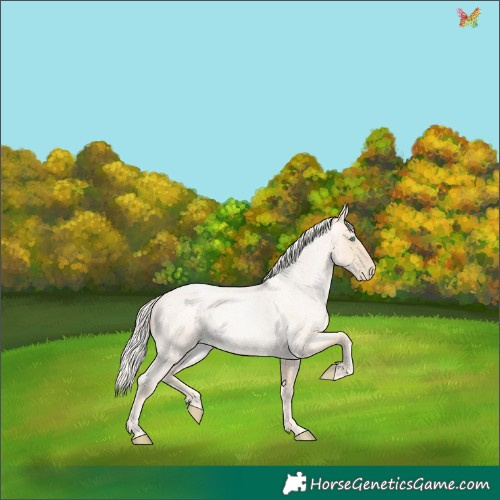 Horse Color:Gold Cream Champagne Roan Pearl Rabicano 