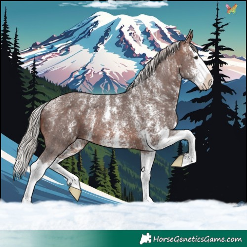 Horse Color:Powder White Silver Brown Sabino Splash Varnish 