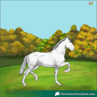 Horse Color:Cremello Roan Appaloosa 