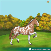 Horse Color:Chestnut Splash Tobiano Near Leopard 