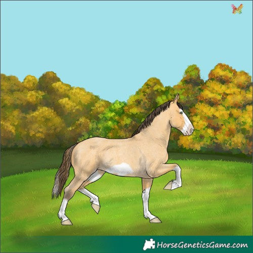 Horse Color:Amber Cream Champagne Roan Splash Frame Rabicano 