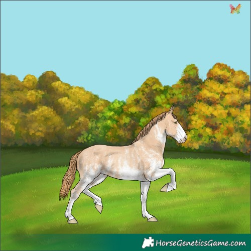 Horse Color:White Spotted Gold Champagne Rabicano