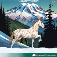Horse Color:Chestnut Splash Tobiano Appaloosa 