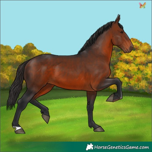 Horse Color:Brown 