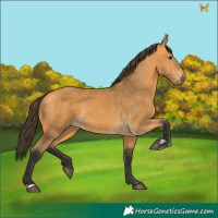 Horse Color:Buckskin 