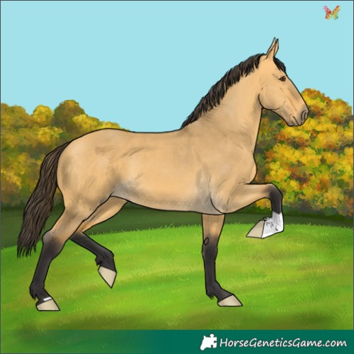 Horse Color:Buckskin Dun 