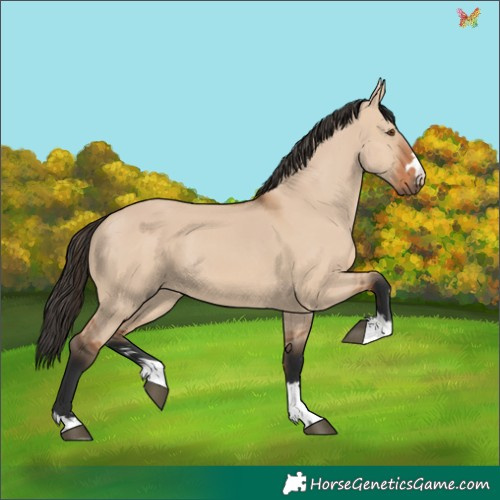 Horse Color:Bay Dun