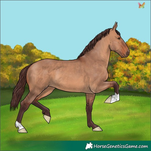 Horse Color:Chocolate Bay Dun