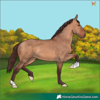 Horse Color:Chocolate Bay Dun 