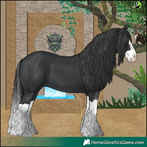 Horse Color:Black Splash 