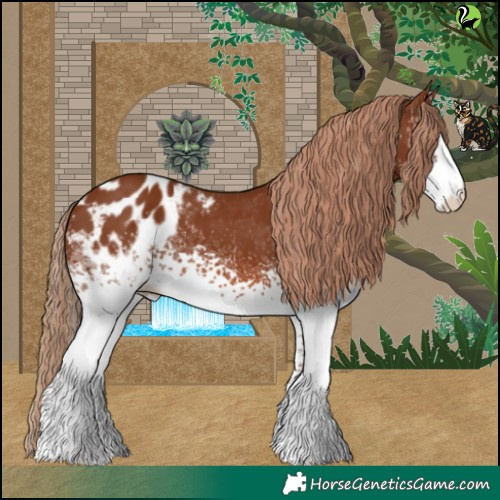 Horse Color:White Spotted Chestnut Blanket 