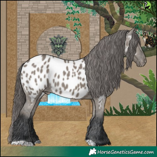 Horse Color:Grullo Appaloosa 