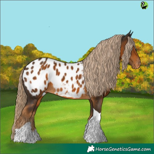 Horse Color:Chocolate Palomino Tobiano Appaloosa 