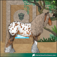 Horse Color:Chocolate Palomino Tobiano Appaloosa