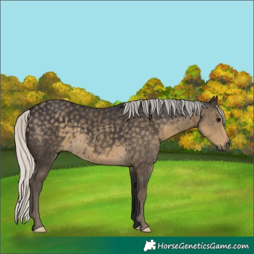 Horse Color:Silver Smoky Black 