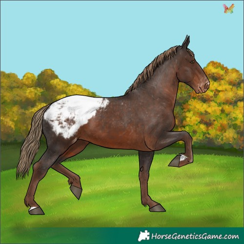 Horse Color:Liver Chestnut Snowcap 