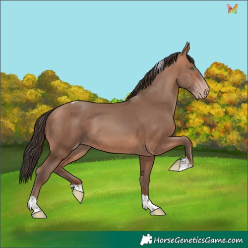 Horse Color:Sable Champagne Tobiano Rabicano 