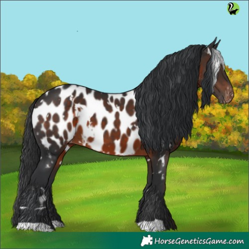 Horse Color:White Spotted Brown Appaloosa