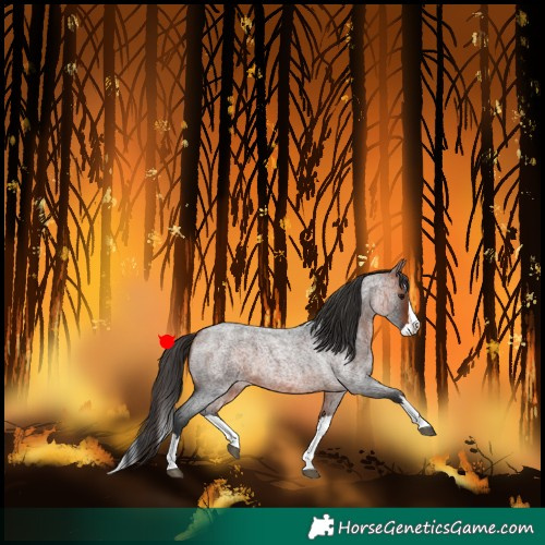 Horse Color:Bay Roan Splash 