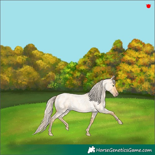 Horse Color:Gold Cream Champagne Roan Dun 
