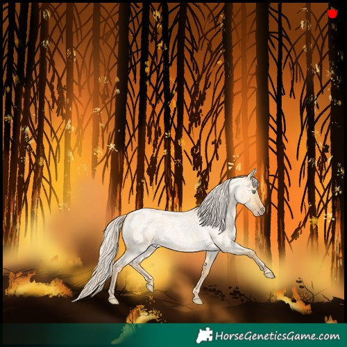 Horse Color:Gold Cream Champagne Roan Dun 