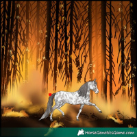 Horse Color:Liver Red Roan Splash Near Leopard Rabicano 