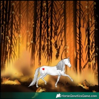 Horse Color:Perlino Sabino Appaloosa 