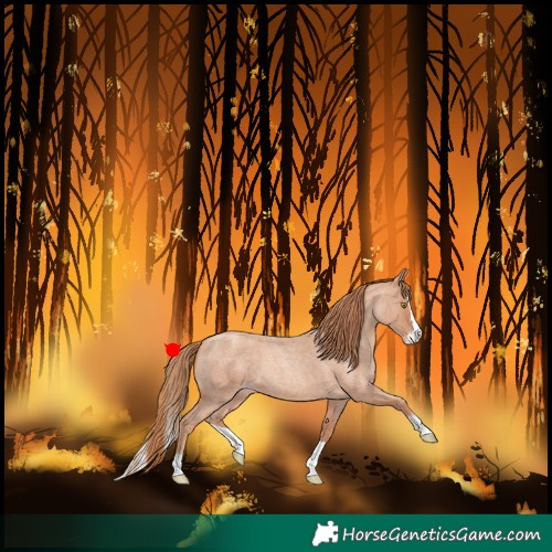 Horse Color:Gold Champagne Roan Splash 