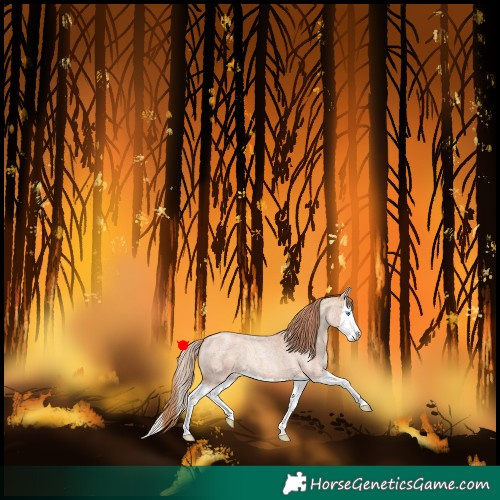 Horse Color:Gold Champagne Roan Splash 