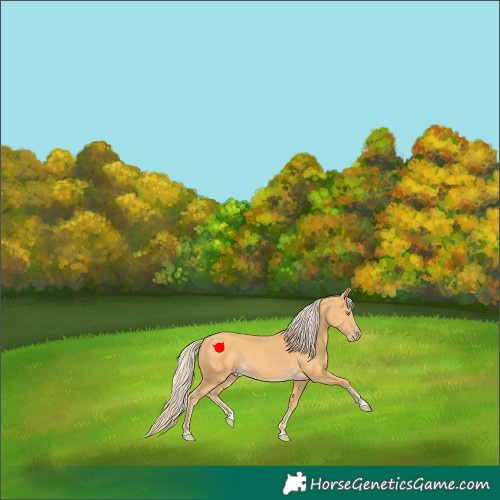 Horse Color:Gold Cream Champagne 