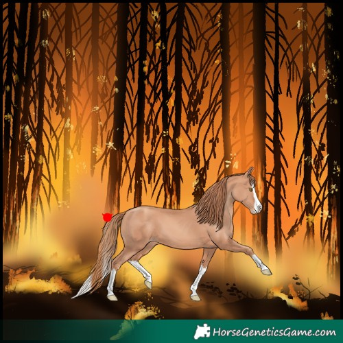 Horse Color:Gold Champagne Splash 
