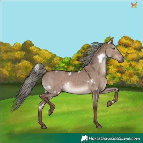 Horse Color:White Spotted Liver Red Dun Mushroom Rabicano 
