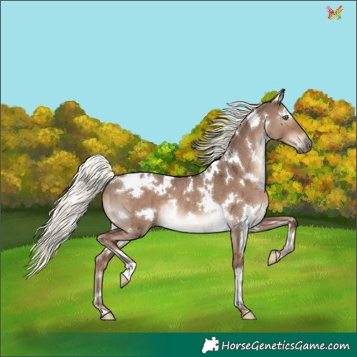 Horse Color:White Spotted Liver Red Dun Mushroom Rabicano 