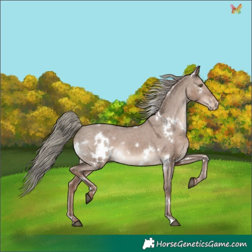 Horse Color:White Spotted Liver Red Dun Mushroom Appaloosa Rabicano