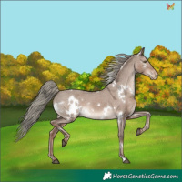 Horse Color:White Spotted Liver Red Dun Mushroom Appaloosa Rabicano