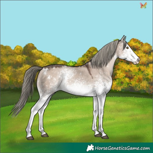 Horse Color:White Spotted Liver Red Dun Mushroom Varnish Rabicano 