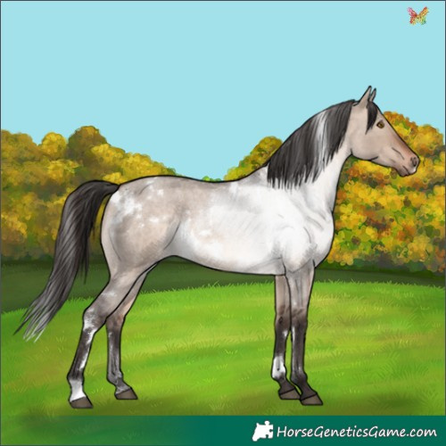 Horse Color:White Spotted Bay Roan Dun Mushroom Rabicano 