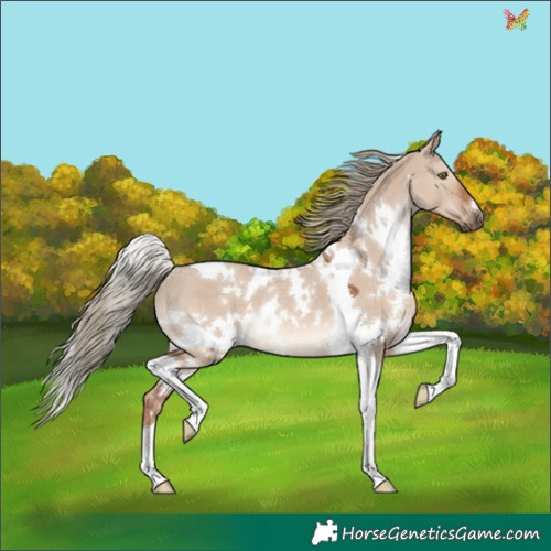 Horse Color:White Spotted Red Dun Mushroom Tobiano Rabicano 