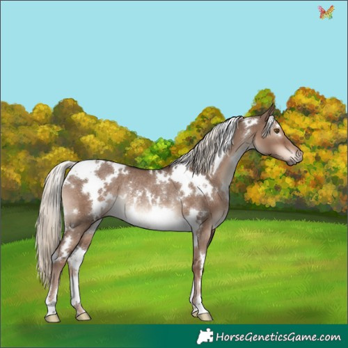 Horse Color:White Spotted Liver Red Dun Mushroom Rabicano