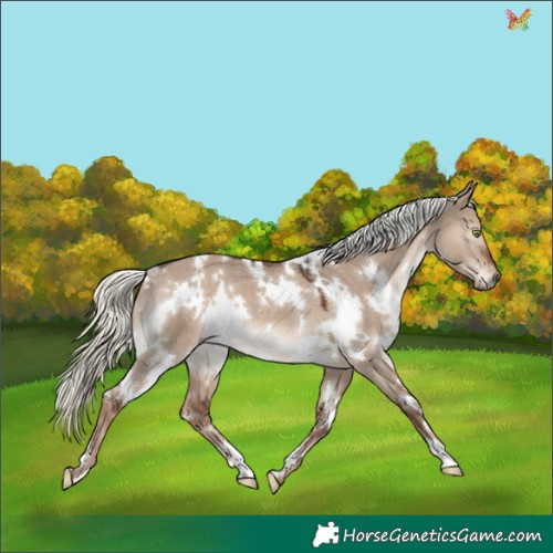 Horse Color:White Spotted Liver Red Dun Mushroom Rabicano 