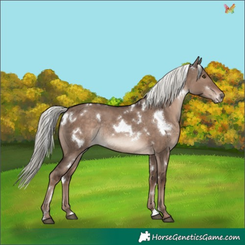 Horse Color:White Spotted Liver Red Dun Mushroom Rabicano