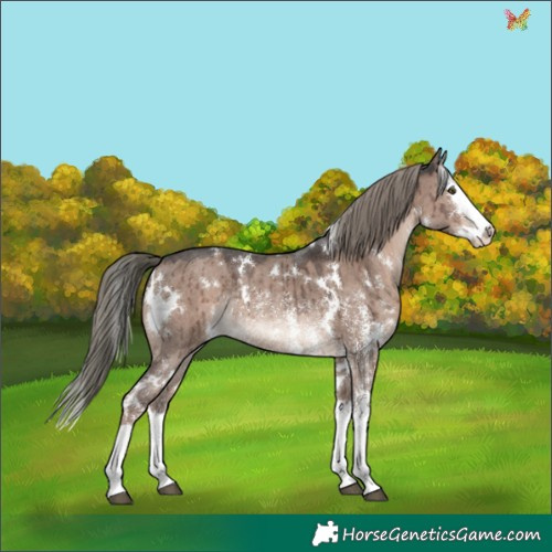 Horse Color:White Spotted Liver Red Dun Mushroom Sabino Splash Rabicano Brindle 
