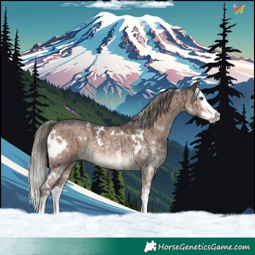 Horse Color:White Spotted Liver Red Dun Mushroom Sabino Splash Rabicano Brindle 