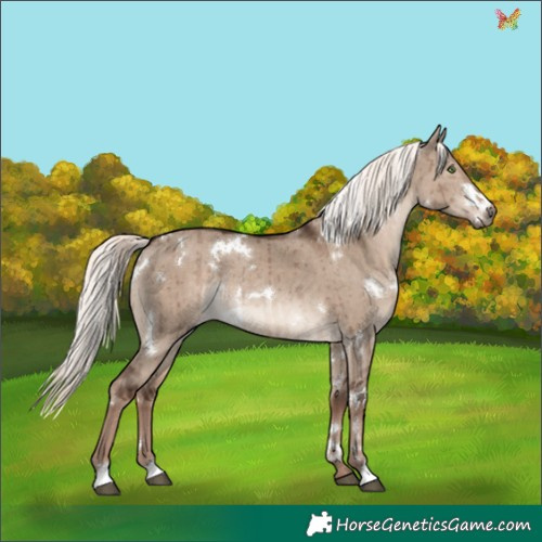Horse Color:White Spotted Liver Red Dun Mushroom Rabicano Brindle 