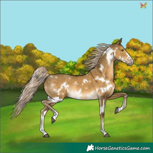 Horse Color:White Spotted Chocolate Palomino Dun Mushroom Rabicano