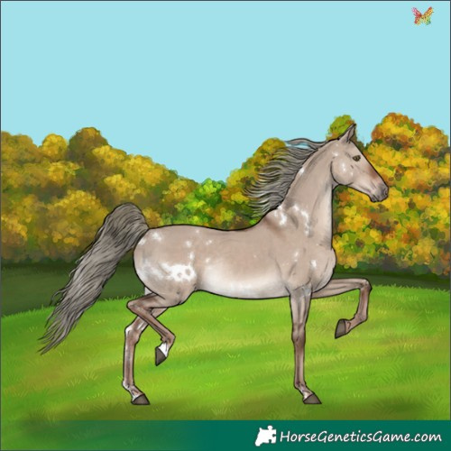 Horse Color:White Spotted Liver Red Dun Mushroom Rabicano 