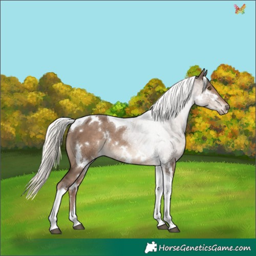 Horse Color:White Spotted Liver Red Dun Mushroom Tobiano Rabicano 