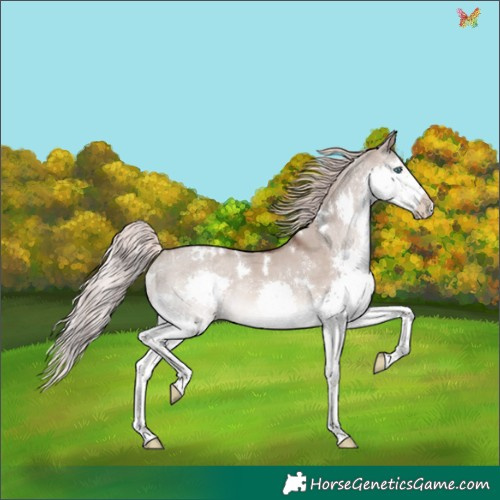 Horse Color:White Spotted Liver Red Dun Mushroom Splash Rabicano